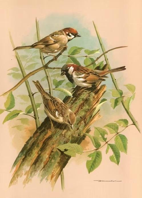 Huismussen Passer Domesticus op Boomstam door Basil Ede., Verzamelen, Overige Verzamelen, Zo goed als nieuw, Ophalen of Verzenden