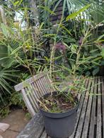 Chusquea
gigantea/ breviglumis, Ophalen, Bloeit niet, Overige soorten