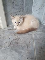 Ragdoll kittens met stamboom, aparte kleuren!, Meerdere dieren, Gechipt
