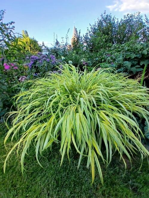 Jonge scheut Hakonechloa macra 'All Gold' (Japans berggras), Tuin en Terras, Planten | Tuinplanten, Vaste plant, Siergrassen, Halfschaduw