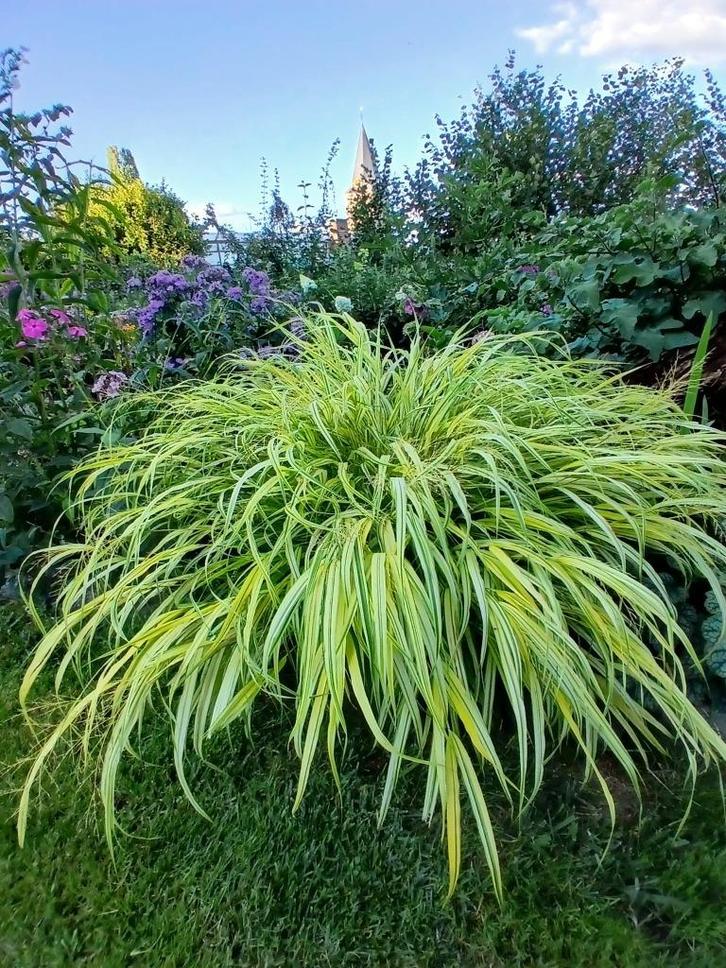 Jonge scheut Hakonechloa macra 'All Gold' (Japans berggras), Tuin en Terras, Planten | Tuinplanten, Vaste plant, Siergrassen, Halfschaduw