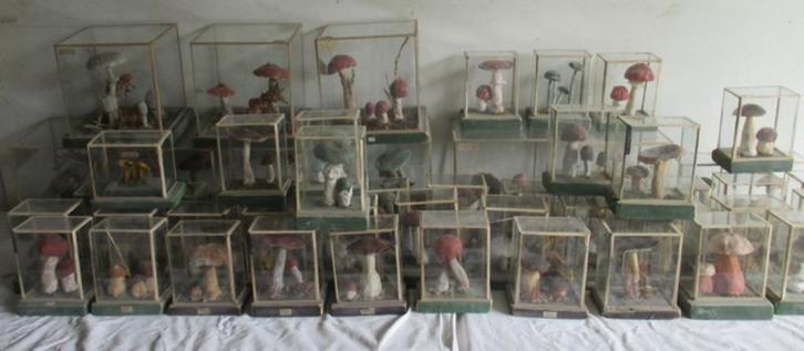 antieke botanische modellen paddestoelen in box 50, Antiek en Kunst, Curiosa en Brocante, Verzenden