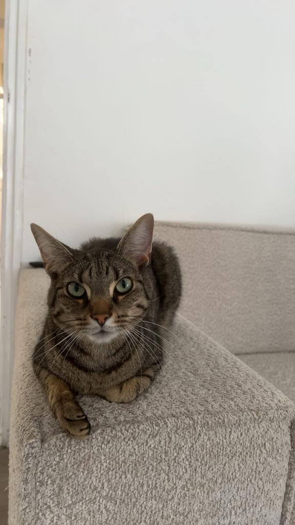 Simba, Dieren en Toebehoren, Katten en Kittens | Overige Katten, Kater