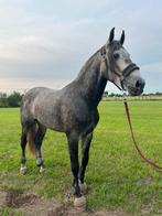 Prachtige 4 jarige PRE ruin Carey Los Hoyos, Dieren en Toebehoren, Paarden, 175 cm of meer, Ruin, Dressuurpaard, 3 tot 6 jaar