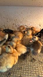 Eendenkuikens, Dieren en Toebehoren, Pluimvee, Geslacht onbekend, Eend