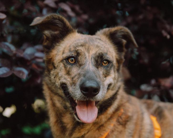 Naya zoekt haar familie, Dieren en Toebehoren, Honden | Niet-rashonden, Middel, Teef, Particulier, Eén hond, Buitenland, 1 tot 2 jaar