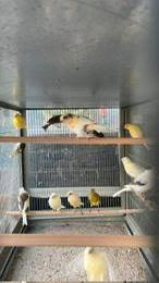 Te koop kanaries koudbroed, Dieren en Toebehoren, Vogels | Kanaries, Meerdere dieren, Kleurkanarie