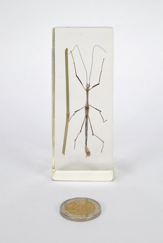 115. Insecten in kunsthars - educatieve collectie, 1970, Verzamelen, Dierenverzamelingen, Ophalen of Verzenden, Opgezet dier