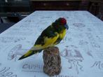 geprepareerde kakariki, Ophalen of Verzenden, Nieuw, Vogel, Opgezet dier