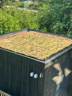 Sedum cassette, Ophalen, Zomer, Bodembedekkers, Volle zon