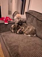 Opvang en adoptie aangeboden voor dieren, Dieren en Toebehoren, Knaagdieren, Augustus