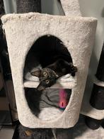 Kitten, Ophalen, Zo goed als nieuw