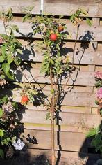Malus Elstar Appelboom 2+ jaar, Overige soorten, Lente, 250 tot 400 cm, Ophalen