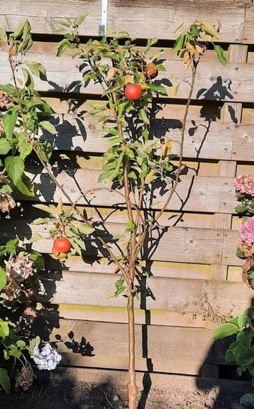 Malus Elstar Appelboom 2+ jaar beschikbaar voor biedingen