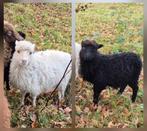 Mooi ouessant ooi met 2 lammeren, Dieren en Toebehoren, Meerdere dieren, Schaap, 0 tot 2 jaar