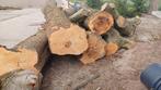 Hout stammen haardhout, Tuin en Terras, Haardhout, 6 m³ of meer, Ophalen, Overige houtsoorten, Stammen