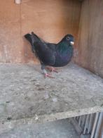 Kleurpostduiven, Dieren en Toebehoren, Vogels | Duiven, Meerdere dieren, Postduif