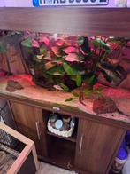 Juwel Rio 180, Ophalen, Gevuld zoetwateraquarium