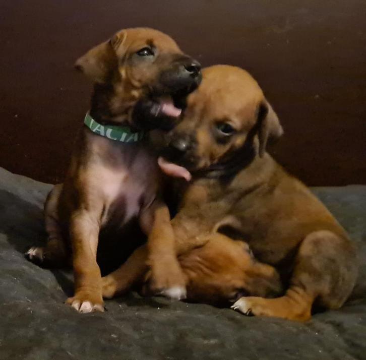 Rhodesian Ridgeback pups, Dieren en Toebehoren, Honden | Beagles, Bassets en Lopende honden, Meerdere dieren, Particulier, Meerdere