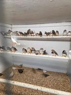 Zebravinken, Dieren en Toebehoren, Meerdere dieren