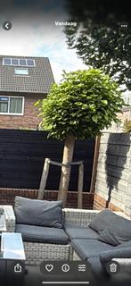 2 catalpa boompjes te koop, zelf uitgraven en ophalen, Tuin en Terras, Ophalen of Verzenden, Halfschaduw, Overige soorten, 100 tot 250 cm