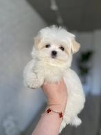 Exclusieve Maltipoo Micro pup (Maltezer/Azian Toy Poedel, Dieren en Toebehoren, Honden | Chihuahua's en Gezelschapshonden, Particulier