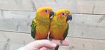 Jonge Baby Zonparkieten | Kleurrijk | Handtam | Nieuwsgierig, Meerdere dieren, Parkiet, Pratend