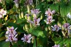 Tuinplant Trycirtus Formosa 10 voor €5,00, Ophalen, Zomer, Overige soorten