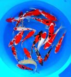 Hirasawa Marusei 28/37cm  (hoge kwaliteit), Dieren en Toebehoren, Vissen | Vijvervissen, Karper of Koi