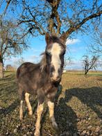 2 lieve pony’s te koop, Merrie, Minder dan 160 cm, Recreatiepaard