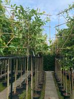 Leivorm laurier 180 stam 12-14 stamomtrek, Tuin en Terras, Planten | Bomen, Ophalen, Volle zon