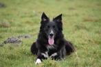 Verwacht Border Collie pups, CDV (hondenziekte), 8 tot 15 weken, Collie, Meerdere