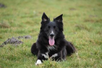 Verwacht Border Collie pups beschikbaar voor biedingen