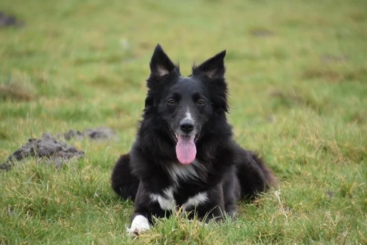 Verwacht Border Collie pups, Dieren en Toebehoren, Honden | Herdershonden en Veedrijvers, Meerdere dieren, Collie, Fokker | Hobbymatig