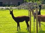 Alpaca, Dieren en Toebehoren, Overige Dieren, Vrouwelijk, Na 1 juli 2024