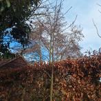 Chinese Amberboom in pot, Tuin en Terras, Planten | Bomen, Bloeit niet, Overige soorten, Ophalen, Volle zon