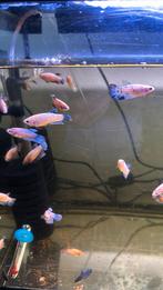 Op=Op Betta’s aanbiedingen per stuck 3€, Vis