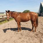 Lieve 3-jarige merrie te koop, Merrie, Minder dan 160 cm, Niet van toepassing, 3 tot 6 jaar