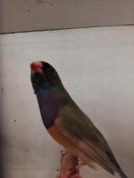 Gouldamadines te koop, Dieren en Toebehoren