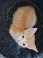3 kittens zoeken een liefdevol huisje, Dieren en Toebehoren, Katten en Kittens | Overige Katten, Meerdere dieren, Kortharig