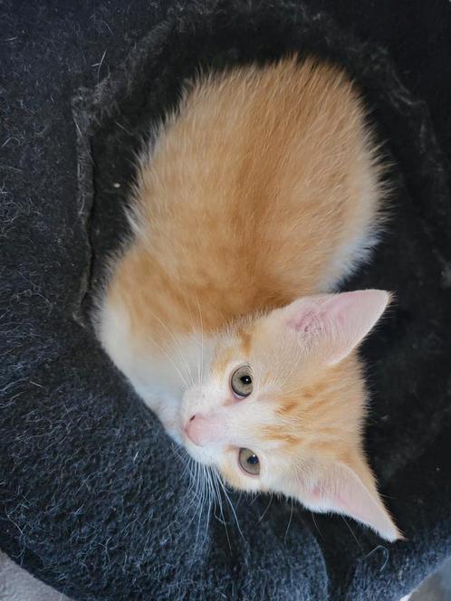 3 kittens zoeken een liefdevol huisje, Dieren en Toebehoren, Katten en Kittens | Overige Katten, Kortharig, Meerdere dieren