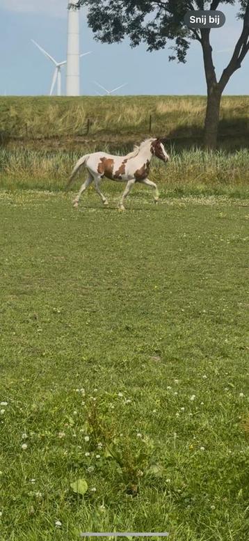 6 jarige bonte c pony drachtig 100% bont veulen beschikbaar voor biedingen