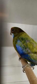 Rosellas zwart pastel split blauw en cinnamon kans zwart, Dieren en Toebehoren, Vogels | Parkieten en Papegaaien, Meerdere dieren