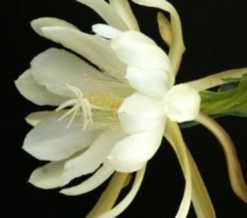 epiphyllum cactus crenatum gewortelde stekken beschikbaar voor biedingen