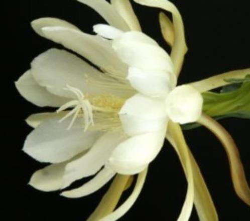 epiphyllum cactus crenatum gewortelde stekken, Huis en Inrichting, Kamerplanten, Cactus, Minder dan 100 cm, Bloeiende kamerplant