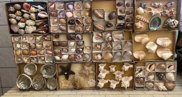 TROPISCHE SCHELPEN ASSORTI V.A. 3 EURO beschikbaar voor biedingen