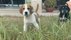 Penelope (Pup 10), Particulier, Rabiës (hondsdolheid), 15 weken tot 1 jaar, Buitenland