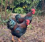 Gratis; twee prachtige Barneveldse krielhanen, Mannelijk, Kip