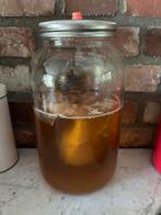 Kombucha scoby, Ophalen
