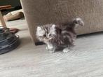 Britse langhaar kittens Black Silver Tabby (blotched), Dieren en Toebehoren, Katten en Kittens | Raskatten | Korthaar, Meerdere dieren